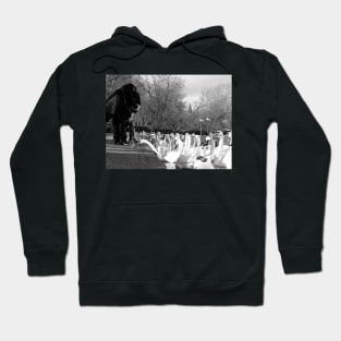 Swans eagerly waiting for their feed Hoodie